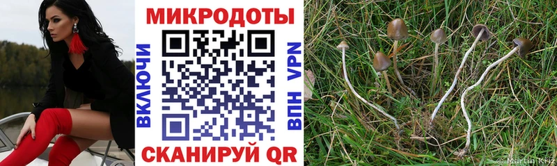 где продают наркотики  Элиста  Галлюциногенные грибы Psilocybine cubensis 